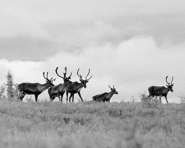 Caribou on the Dempster