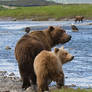 Coastal Brown Bears