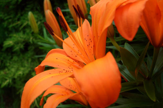 Orange Lilly, Side View