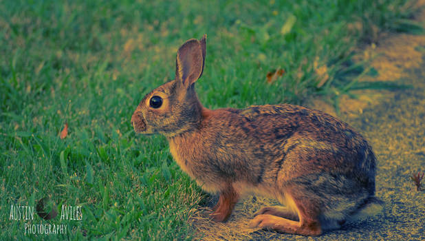 New York Rabbit