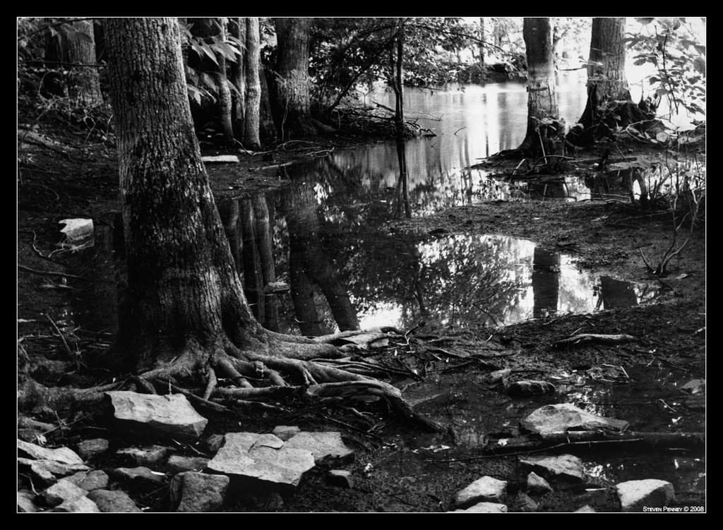 Trees at water treatment plant