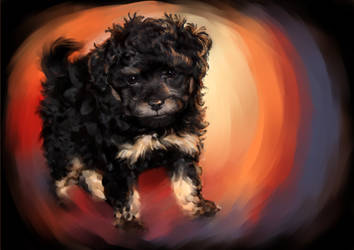 Phantom Poodle Puppy - Teddy