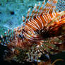 The Lionfish