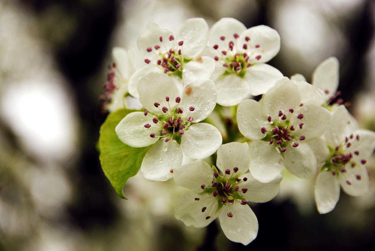 Bloom of the Bradford Pear