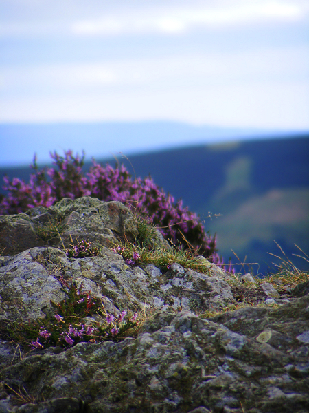 a slice of the long mynd