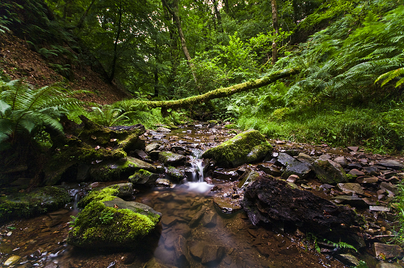 Heart of the Forest