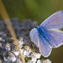 Chalkhill Blue