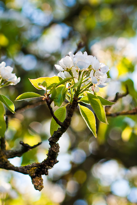 Spring Light