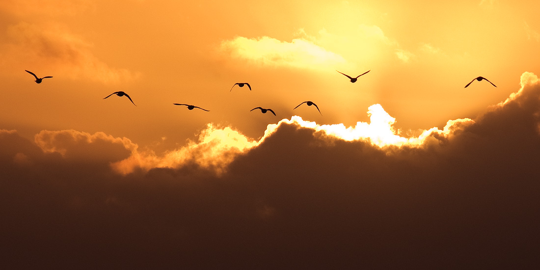 Fly away by adamlack