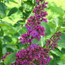 Purple Lilac 2