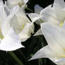 White Tulips 6 Closeup