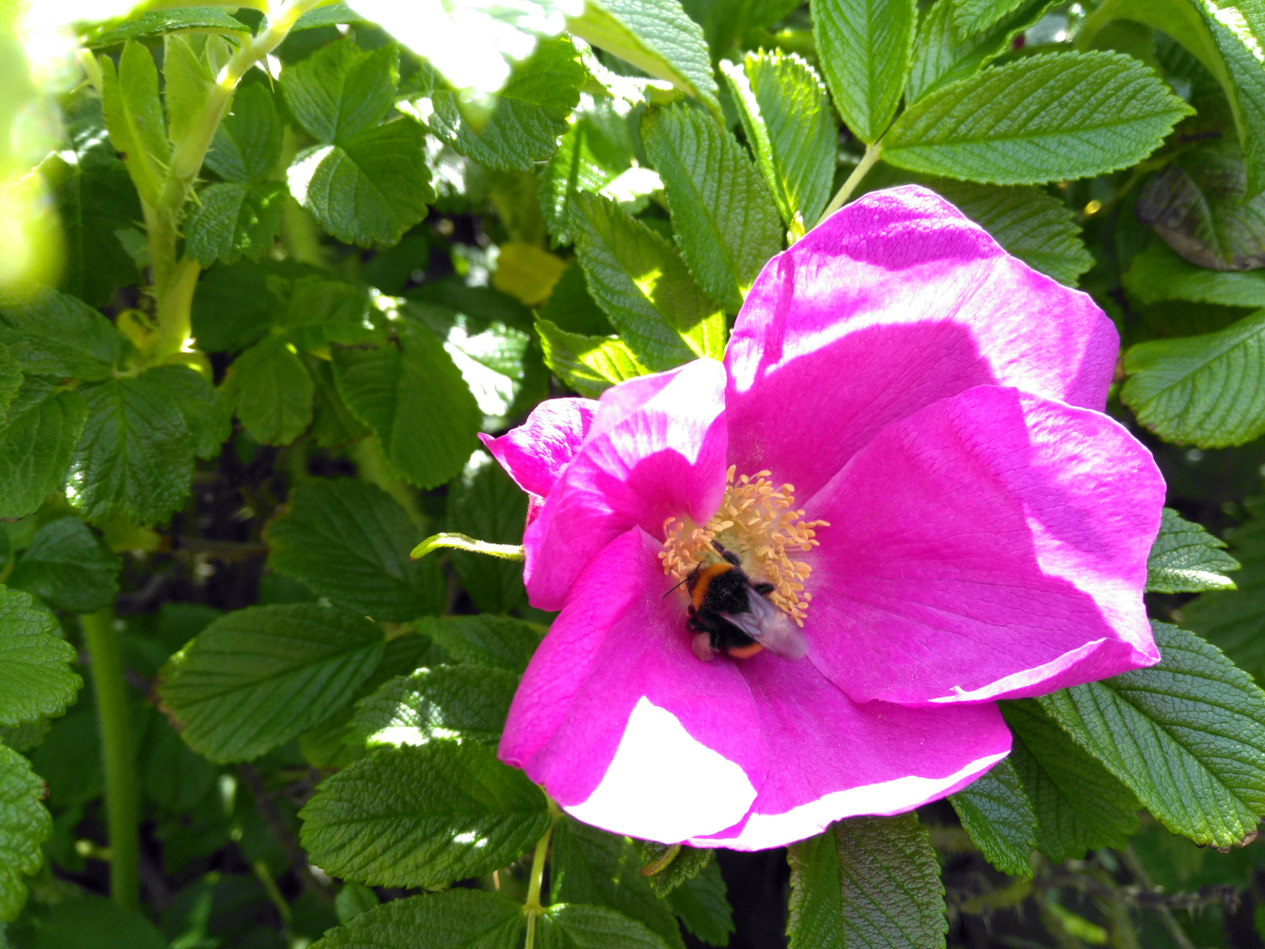 Mr Bumble Beeington getting funky with a flower.