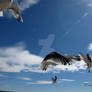 Seagul Swarm 5