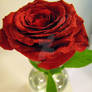 Rose RED II