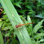 DragonFly at Rest