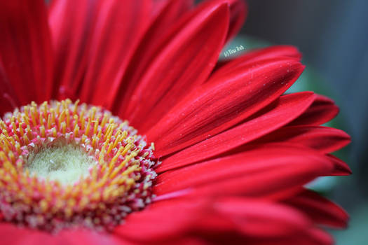 Red Sun - Gerbera