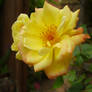 Rose of Greed
