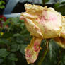 Rose of Envy