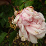 Rose of Gluttony