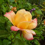 Rose of Vanity