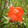 Rose of Wrath