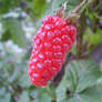 Fresh Fruit