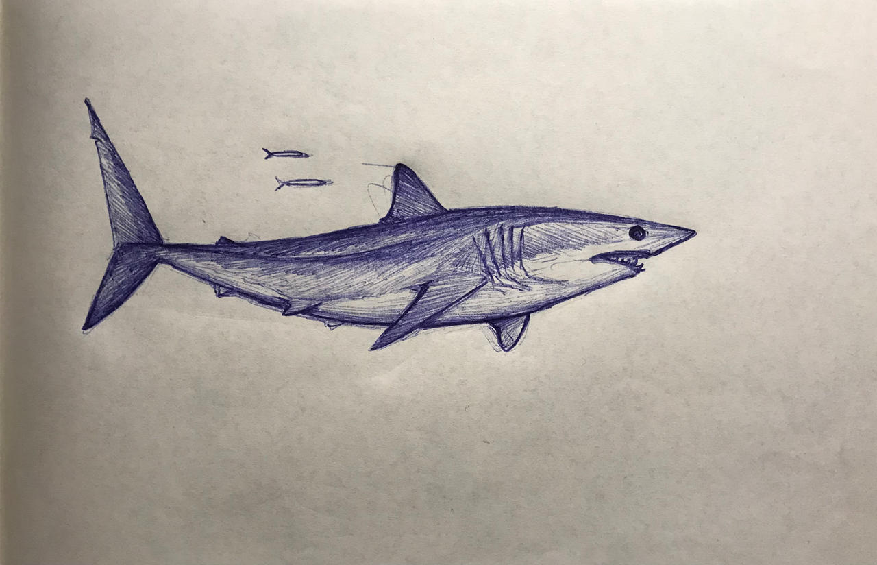 isurus oxyrinchus by Bariumbromid on DeviantArt