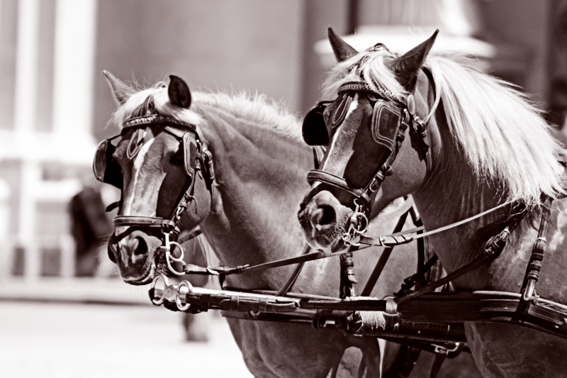 Salzburger Horses