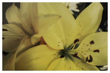 Lilies From Mother's Day
