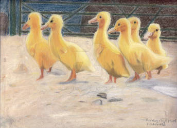 Ducky March