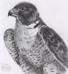 Peregrin Falcon