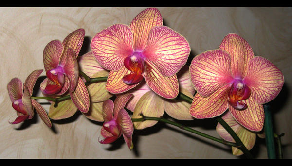 Orchid