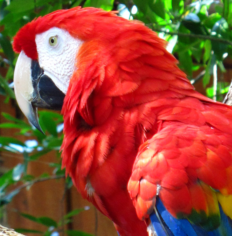 Scarlet Macaw