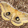 Antheraea polyphemus