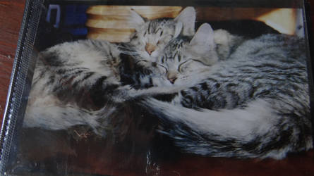 Bew and Doud, Two Cats