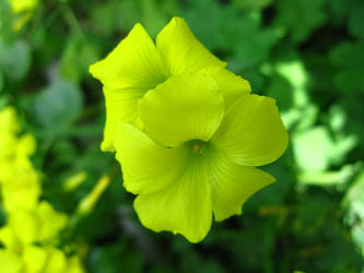 Oxalis sp.