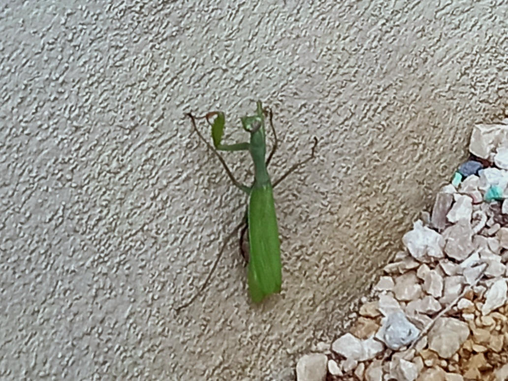 Praying mantis by kibou78 on DeviantArt