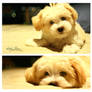 Cute little dog..