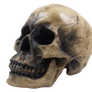 Human Skull