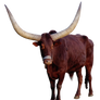 Ankole Watusi Cow