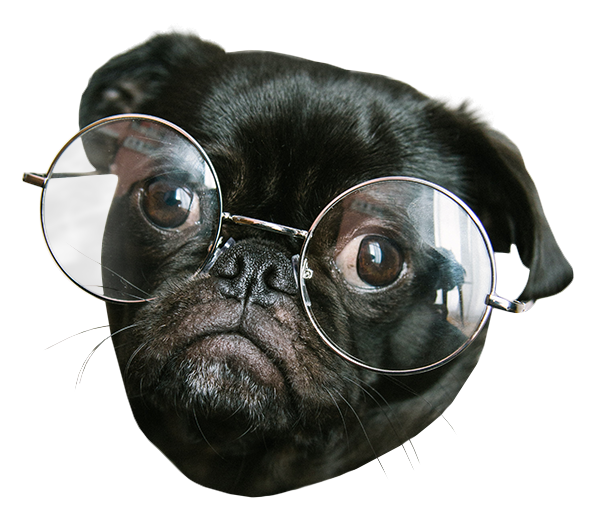 Pug with Glasses by JJ 247 on DeviantArt