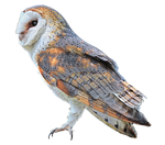 Barn Owl by JJ-247