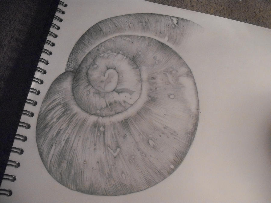 Shell Traceart shell drawing by PineappleNat on DeviantArt