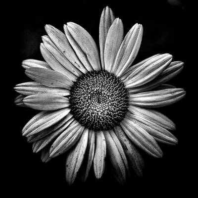 Backyard Flowers In Black And White 13