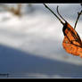 Lonely Leaf