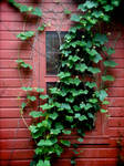 Ivy Window by firehazard07