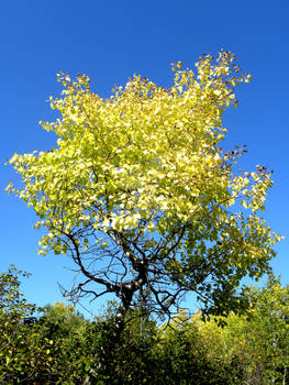 yellow leaves