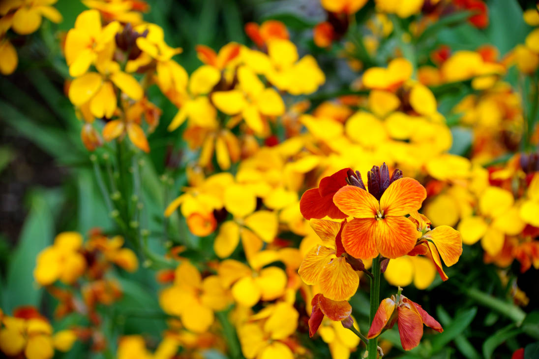 A Symphony of Golden Blooms