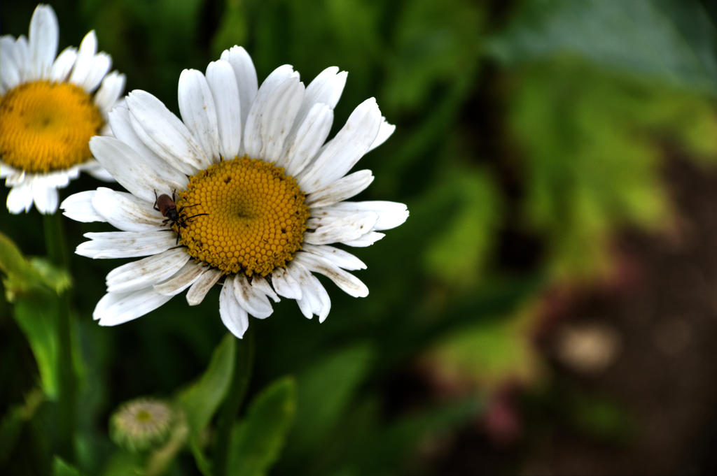 Daisy in bloom, with a small insect resting on its yellow center