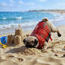 Digging for Seashells